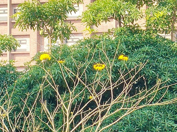 盛開的黃花風鈴木